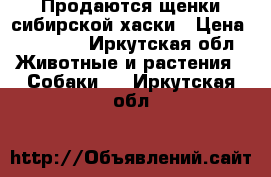 Продаются щенки сибирской хаски › Цена ­ 14 000 - Иркутская обл. Животные и растения » Собаки   . Иркутская обл.